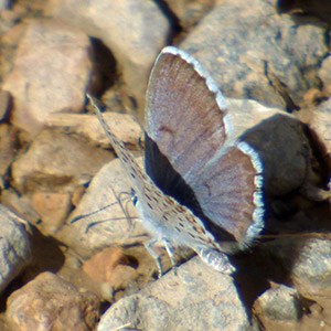 A very local species in Asturia a male Baton Blue - Scolitantides baton © John Muddeman